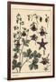 Columbine, Aquilegia Vulgaris, Flower Parts, 1897 (Lithograph)-Eugene Grasset-Framed Giclee Print