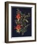 'Columbine',  c1915, (1915)-Emma Graham Clock-Framed Giclee Print