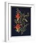 'Columbine',  c1915, (1915)-Emma Graham Clock-Framed Giclee Print