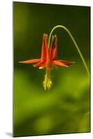 Columbine, Del Norte Coast Redwoods National Park, California-Rob Sheppard-Mounted Photographic Print