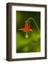 Columbine, Del Norte Coast Redwoods National Park, California-Rob Sheppard-Framed Photographic Print