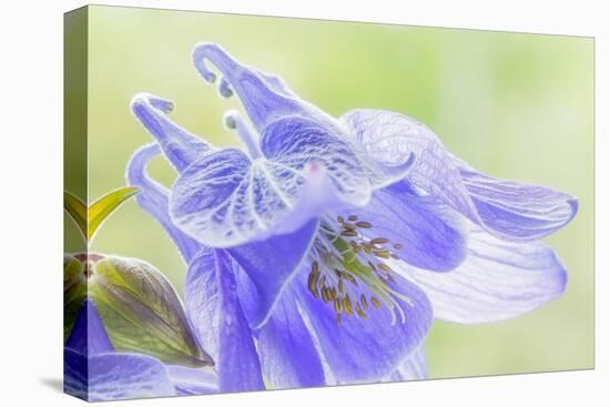 Columbine Flowers I-Kathy Mahan-Stretched Canvas