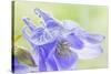 Columbine Flowers I-Kathy Mahan-Stretched Canvas