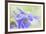 Columbine Flowers I-Kathy Mahan-Framed Photographic Print