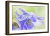 Columbine Flowers I-Kathy Mahan-Framed Photographic Print