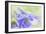 Columbine Flowers I-Kathy Mahan-Framed Photographic Print