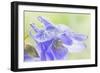 Columbine Flowers I-Kathy Mahan-Framed Photographic Print