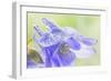 Columbine Flowers I-Kathy Mahan-Framed Photographic Print