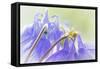 Columbine Flowers II-Kathy Mahan-Framed Stretched Canvas