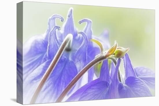 Columbine Flowers II-Kathy Mahan-Stretched Canvas