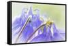 Columbine Flowers II-Kathy Mahan-Framed Stretched Canvas
