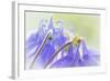 Columbine Flowers II-Kathy Mahan-Framed Photographic Print