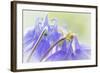 Columbine Flowers II-Kathy Mahan-Framed Photographic Print