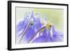 Columbine Flowers II-Kathy Mahan-Framed Photographic Print