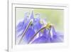 Columbine Flowers II-Kathy Mahan-Framed Photographic Print