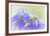 Columbine Flowers II-Kathy Mahan-Framed Photographic Print