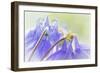 Columbine Flowers II-Kathy Mahan-Framed Photographic Print