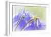 Columbine Flowers II-Kathy Mahan-Framed Photographic Print