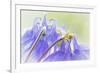 Columbine Flowers II-Kathy Mahan-Framed Photographic Print