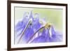 Columbine Flowers II-Kathy Mahan-Framed Photographic Print