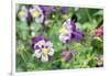 Columbine Flowers, Usa-Lisa S. Engelbrecht-Framed Photographic Print