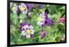 Columbine Flowers, Usa-Lisa S. Engelbrecht-Framed Photographic Print