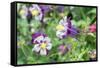 Columbine Flowers, Usa-Lisa S. Engelbrecht-Framed Stretched Canvas