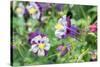 Columbine Flowers, Usa-Lisa S. Engelbrecht-Stretched Canvas