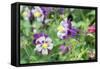 Columbine Flowers, Usa-Lisa S. Engelbrecht-Framed Stretched Canvas