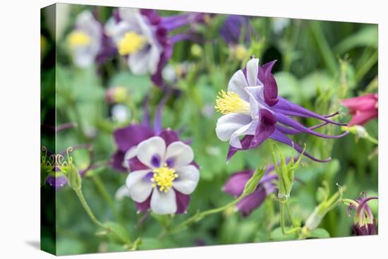 Columbine Flowers, Usa-Lisa S. Engelbrecht-Stretched Canvas