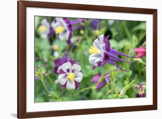 Columbine Flowers, Usa-Lisa S. Engelbrecht-Framed Photographic Print