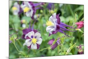 Columbine Flowers, Usa-Lisa S. Engelbrecht-Mounted Photographic Print