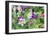 Columbine Flowers, Usa-Lisa S. Engelbrecht-Framed Photographic Print