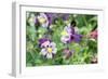 Columbine Flowers, Usa-Lisa S. Engelbrecht-Framed Photographic Print