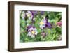 Columbine Flowers, Usa-Lisa S. Engelbrecht-Framed Photographic Print