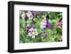 Columbine Flowers, Usa-Lisa S. Engelbrecht-Framed Photographic Print