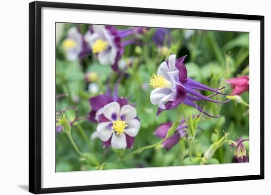 Columbine Flowers, Usa-Lisa S. Engelbrecht-Framed Photographic Print