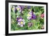 Columbine Flowers, Usa-Lisa S. Engelbrecht-Framed Photographic Print