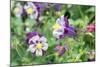 Columbine Flowers, Usa-Lisa S. Engelbrecht-Mounted Photographic Print