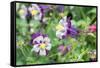 Columbine Flowers, Usa-Lisa S. Engelbrecht-Framed Stretched Canvas