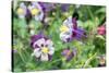 Columbine Flowers, Usa-Lisa S. Engelbrecht-Stretched Canvas