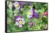 Columbine Flowers, Usa-Lisa S. Engelbrecht-Framed Stretched Canvas