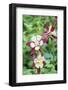 Columbine Flowers, Usa-Lisa S. Engelbrecht-Framed Photographic Print