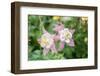 Columbine Flowers, Usa-Lisa S. Engelbrecht-Framed Photographic Print