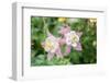 Columbine Flowers, Usa-Lisa S. Engelbrecht-Framed Photographic Print