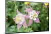 Columbine Flowers, Usa-Lisa S. Engelbrecht-Mounted Photographic Print