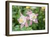 Columbine Flowers, Usa-Lisa S. Engelbrecht-Framed Photographic Print