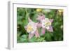 Columbine Flowers, Usa-Lisa S. Engelbrecht-Framed Photographic Print