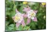 Columbine Flowers, Usa-Lisa S. Engelbrecht-Mounted Photographic Print