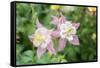 Columbine Flowers, Usa-Lisa S. Engelbrecht-Framed Stretched Canvas